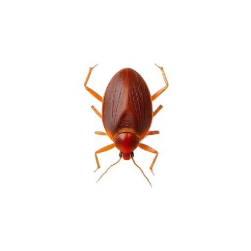Bed Bugs
