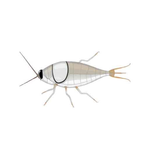 Silverfish